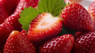 الزراعة: 2025 عام الإنجازات للصادرات من الفراولة مع توسع مستمر للأسواق العالمية