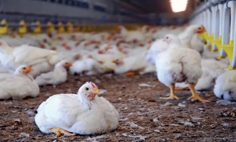 اتحاد منتجي الدواجن: الأسعار شهدت انخفاضا 25%.. والكيلو في المزرعة وصل 78 جنيها
