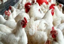 الزراعة: وصول الدواجن لـ 120 جنيها مُغالى فيه.. ونطرح المجمدة بـ 100 جنيه في المجمعات