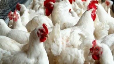 الزراعة: وصول الدواجن لـ 120 جنيها مُغالى فيه.. ونطرح المجمدة بـ 100 جنيه في المجمعات