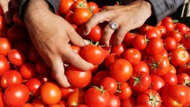 بعد ارتفاعها إلى 50 جنيها.. شعبة الخضروات تحدد موعد انخفاض أسعار الطماطم