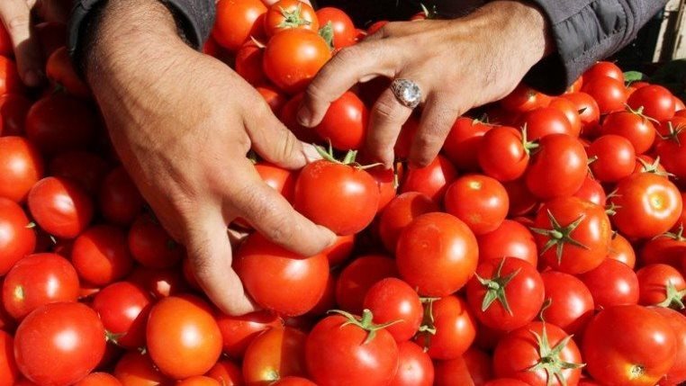 بعد ارتفاعها إلى 50 جنيها.. شعبة الخضروات تحدد موعد انخفاض أسعار الطماطم
