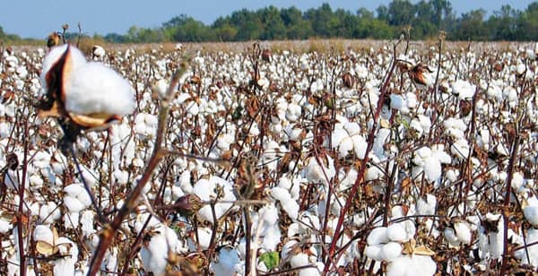 مبكرة النضج وموفرة للمياه.. الزراعة تعلن خريطة أصناف القطن المعتمدة لموسم 2026