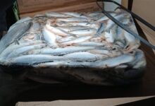 القابضة الغذائية: ضخ آلاف الأطنان من الأسماك الطازجة والمملحة وبيض المائدة بمناسبة شم النسيم