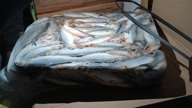 القابضة الغذائية: ضخ آلاف الأطنان من الأسماك الطازجة والمملحة وبيض المائدة بمناسبة شم النسيم