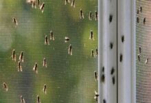 لماذا يكثر الذباب في فصل الربيع؟.. الأسباب والحلول