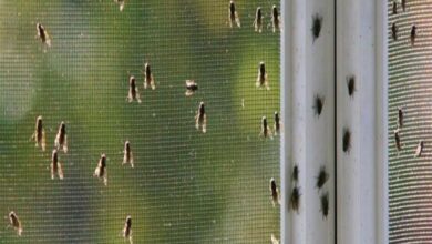 لماذا يكثر الذباب في فصل الربيع؟.. الأسباب والحلول