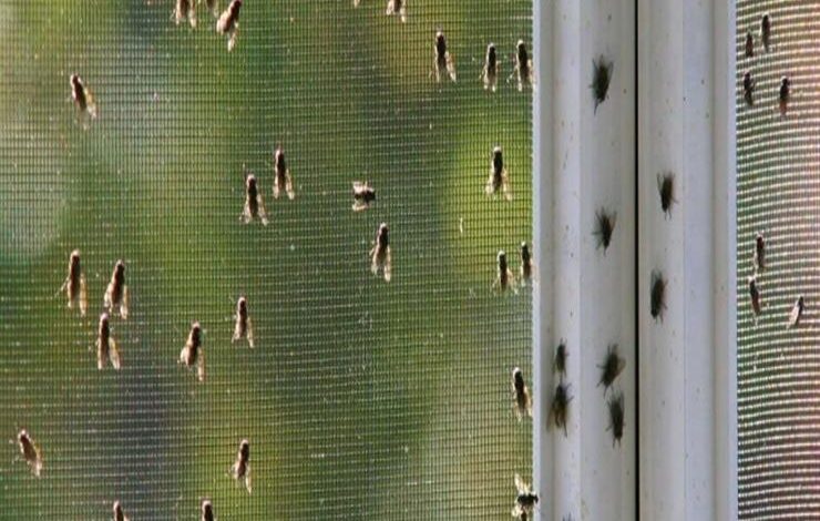 لماذا يكثر الذباب في فصل الربيع؟.. الأسباب والحلول