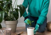 من بينها صدمة الانتقال.. لماذا تموت النباتات المنزلية بعد شرائها؟‬
