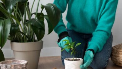 من بينها صدمة الانتقال.. لماذا تموت النباتات المنزلية بعد شرائها؟‬