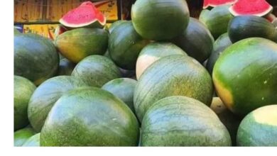 شعبة الخضروات والفاكهة: انخفاض سعر البطيخة إلى 150 جنيها.. والأسعار ستتراجع أكثر خلال أسابيع